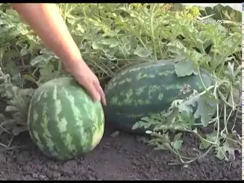 Займёмся посевной. Дачные советы от 09.08.2018