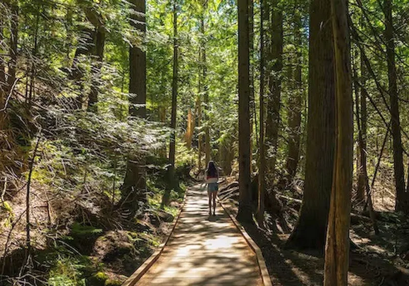 Школьники Кинельского района посадили сибирские и корейские кедры 