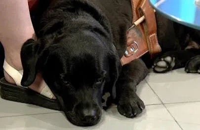 Все о служебных животных. Утро Губернии