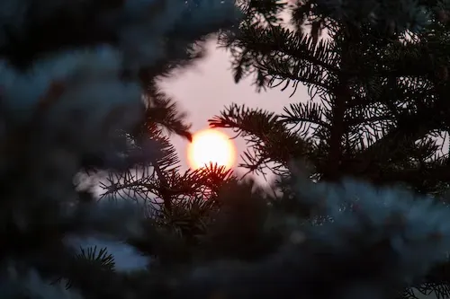 Подарок ценой в полмиллиона: в Самаре 18-летний парень срубил голубую ель, чтобы порадовать любимую