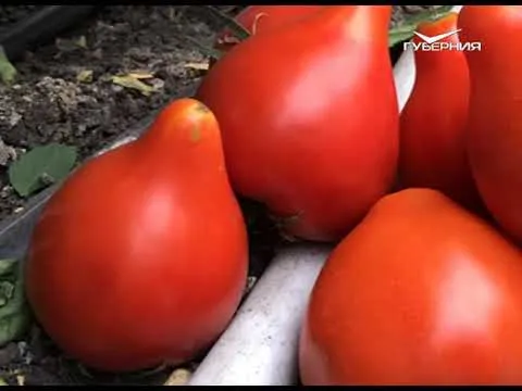 Что нужно успеть перед зимой. Дачные советы