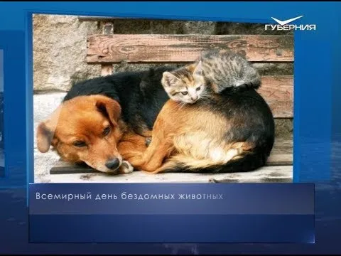 Всемирный день бездомных животных. Календарь губернии от 17 августа
