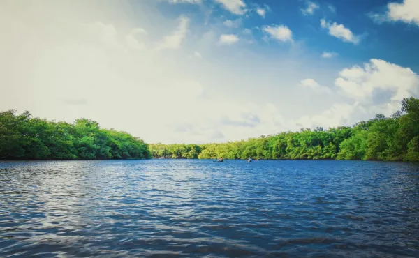 11-летний мальчик мужественно спас из воды птенца сороки