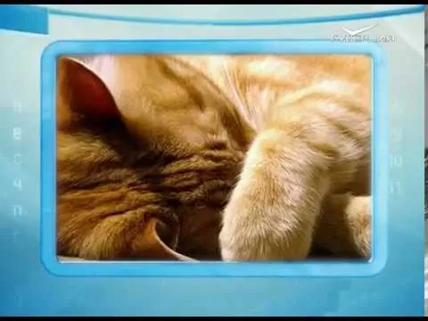 Календарь губернии 26.01.2017