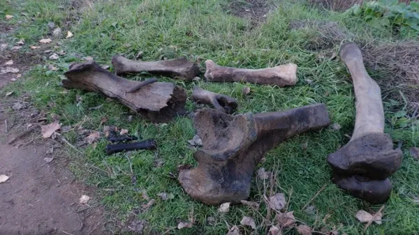 Подводные охотники обнаружили в реке Большой Кинель кости мамонта