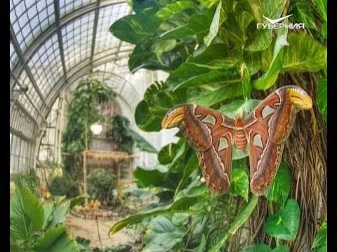 Бабочки в жизни человека. Утро Губернии