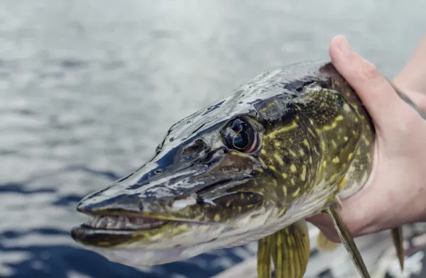 В Самарской области рыбаки выловили десятки щук