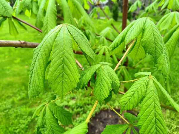 В селе Борское преображают сквер в честь Героя России