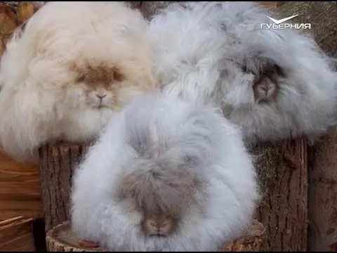 "Лохматые" тренды в интерьере. Утро Губернии