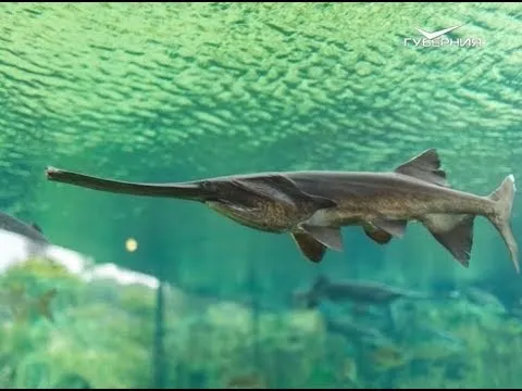 Самые необычные блюда из рыб. Утро Губернии