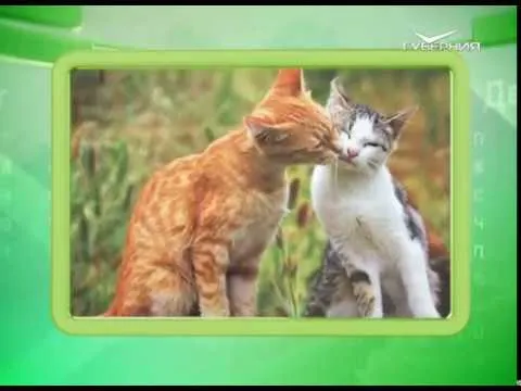 Календарь губернии 22.04.2017