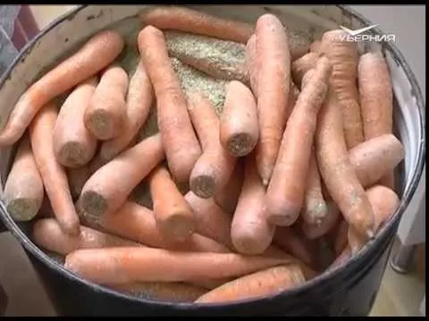 Дачные советы 26.01.2017. Морковь