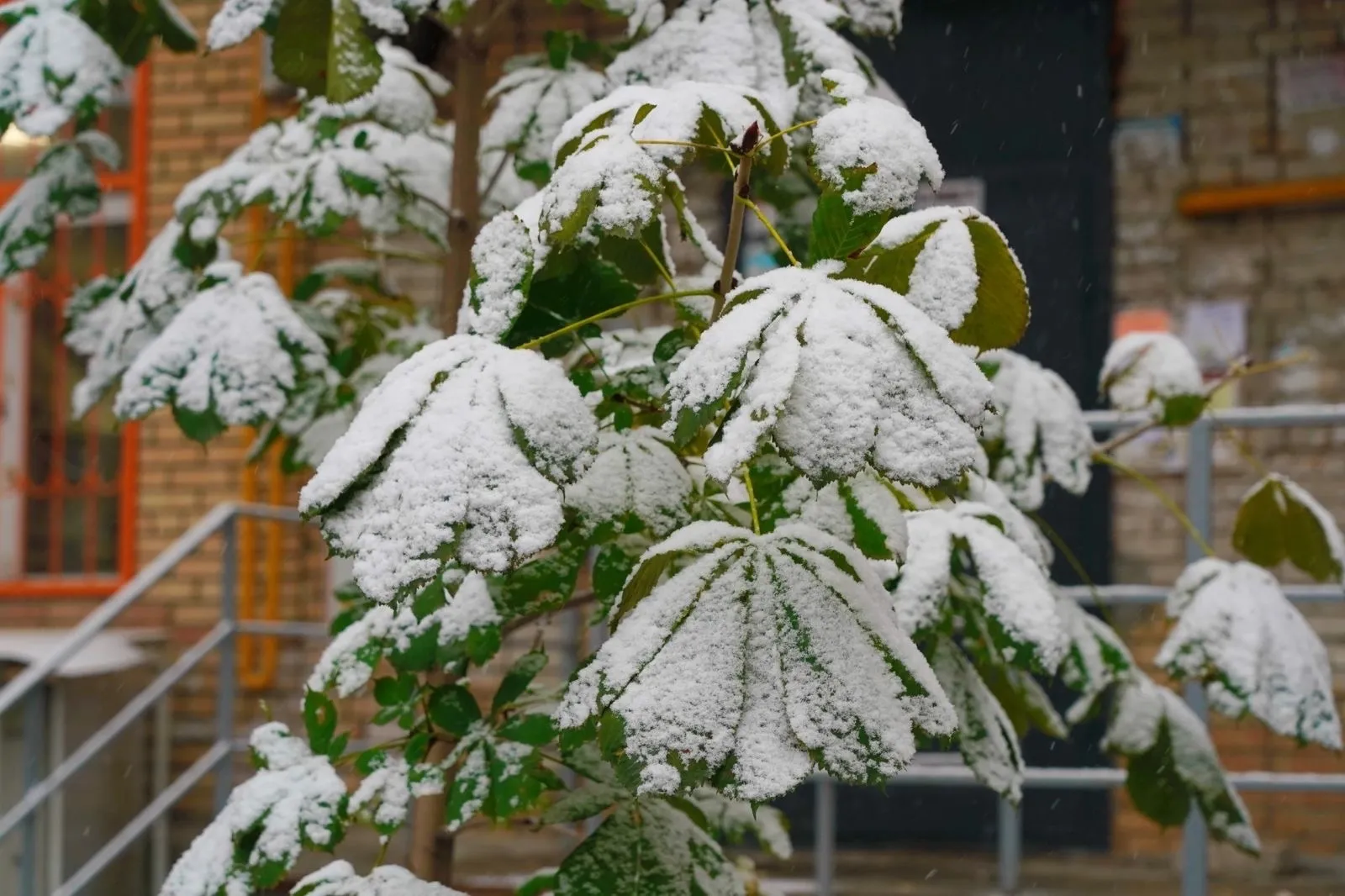 В Самарской области 27 октября выпал первый снег | СОВА - главные новости  Самары
