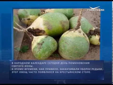 Календарь губернии от 18.11.2017