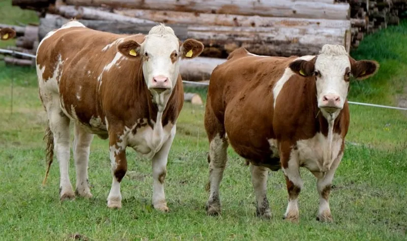 Грантовая поддержка сельского хозяйства: как она работает для фермеров Самарской области