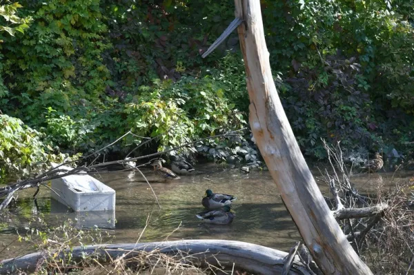 В Камышлинском районе очистят берега водоемов от мусора