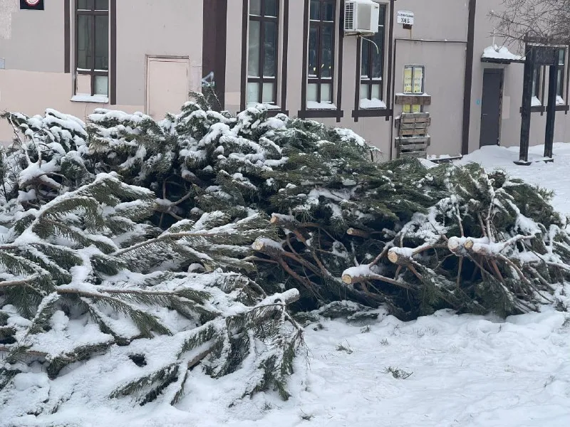 В Самарской области за незаконный сруб елок грозит уголовка и крупный штраф