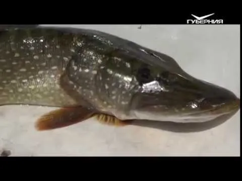 Как клюёт на дальнем кордоне. Рыбацкое счастье