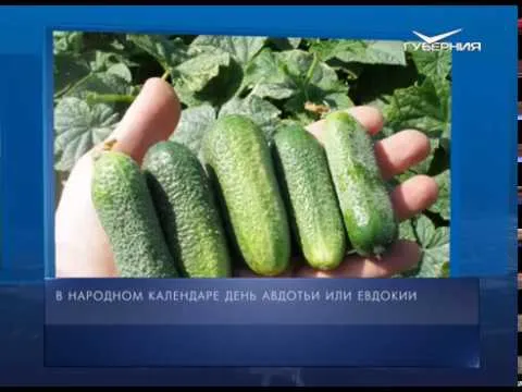 Календарь губернии от 17.08.2018
