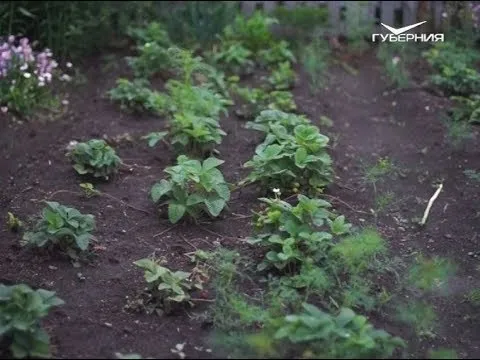 Автопробег Самара - Магадан. Часть 4. Огороды Кузбасса. Удачные заметки