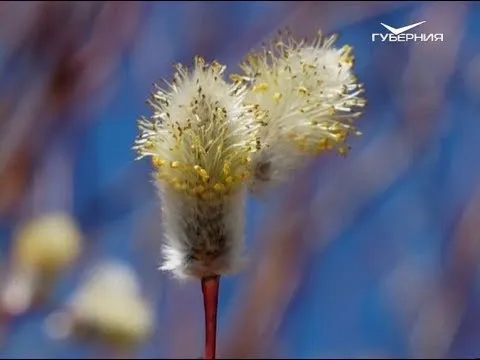 Весенние развлечения. Утро Губернии