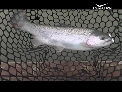 Ловля форели в Хрящевке. Рыбацкое счастье