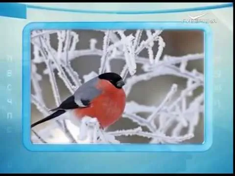 Календарь губернии 03.12.2016