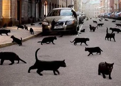 Какие бывают суеверия. Утро Губернии