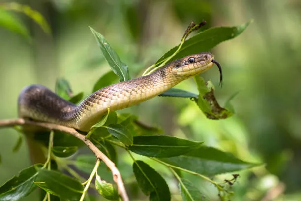 Международный день змеи: какие праздники отмечают 16 июля 