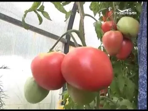 Дачные советы 07.07.2016