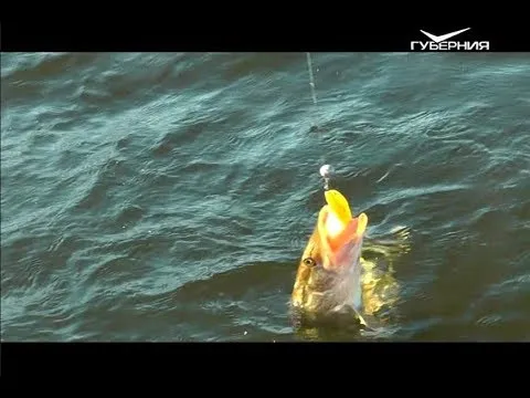 Рыбалка на Волге. Рыбацкое счастье