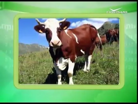 Календарь губернии 16.05.2016