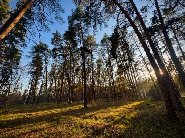 В Самарской области объявили высокую пожарную опасность лесов