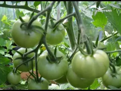 Удачные заметки 18.04.2017. Пикируем рассаду томатов. Дачные советы