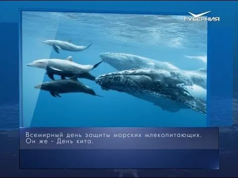 День кита.  Календарь губернии от 19 февраля