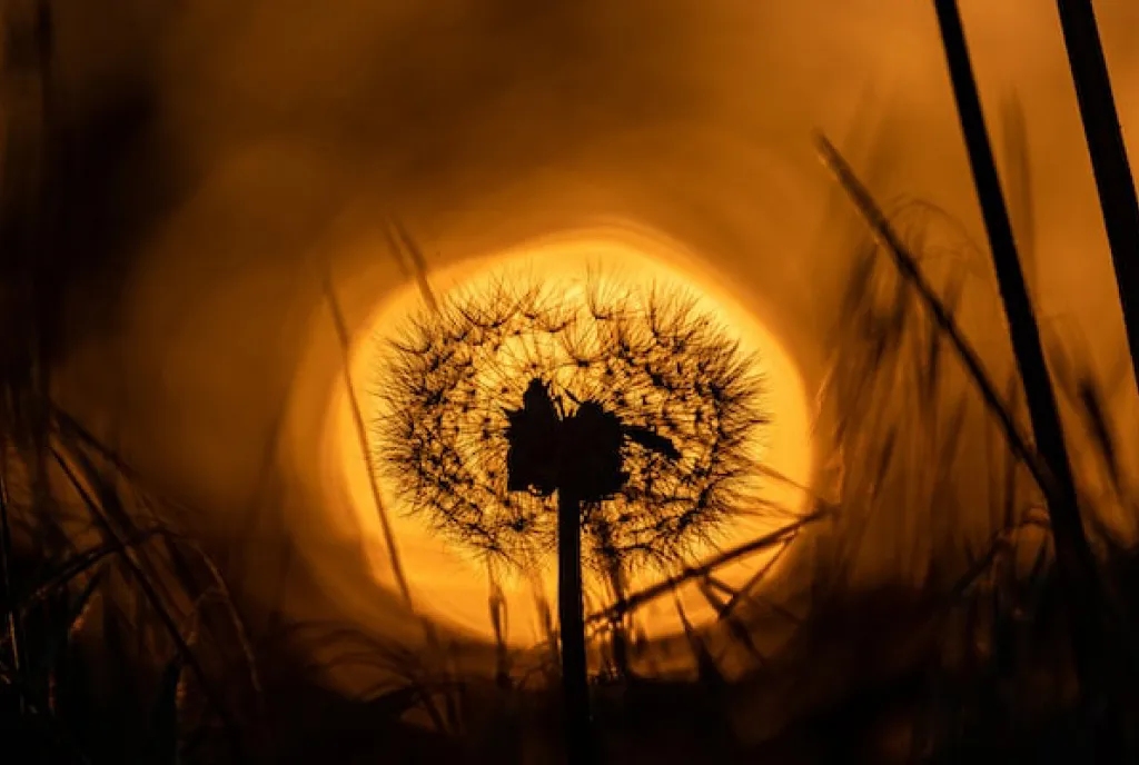 4FABE005-8AF8-446E-863A-769F9A6ED151.jpeg 4FABE005-8AF8-446E-863A-769F9A6ED151.jpeg