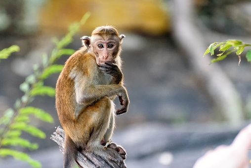В разных странах фиксируют случаи оспы обезьян у людей: симптомы и способы заражения 