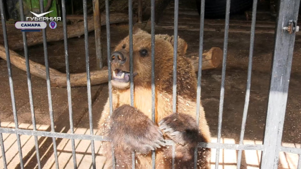 Многодетные семьи Самарской области могут бесплатно посмотреть на редких зверей