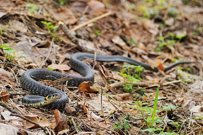 Осторожно, змеи: в лесах ПФО проснулись ужи