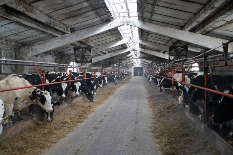 Добились результатов: в Кинельском кооперативе зафиксировали прирост поголовья и молока