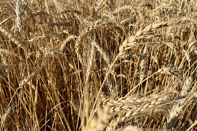 С полей Самарской области убрано 214 тысяч гектаров зерновых и зернобобовых культур