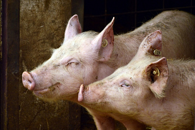 В Самарской области ограничат поставку свинины