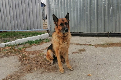 Сандра, Гром, Мухтар: в Самарской области 17 служебных собак отправились "на пенсию"