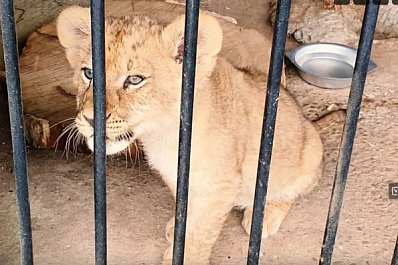 Сотрудники барнаульского зоопарка рассказали о судьбе брата самарского львенка Алтая 