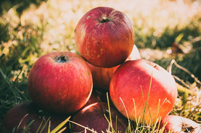 Фрукты октября: какие плоды помогут укрепить иммунитет