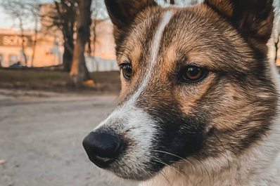 Самарские полицейские возбудили уголовное дело за избиение собаки