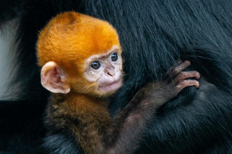 В России родилась редкая оранжевая обезьяна