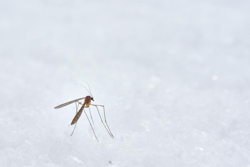 В России пробудились зимние комары