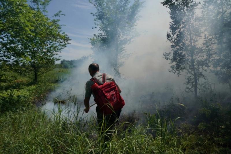Огню не оставили шансов: журналисты помогли лесничим спасти деревья от пожара
