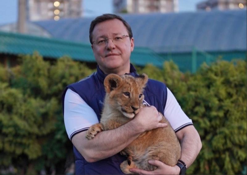 В Самарском зоопарке новый обитатель - львенок Алтай
